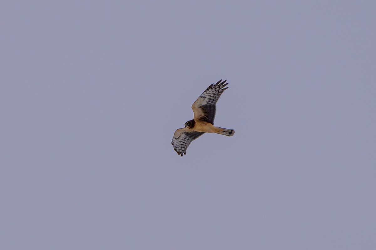 Northern Harrier - ML646331276