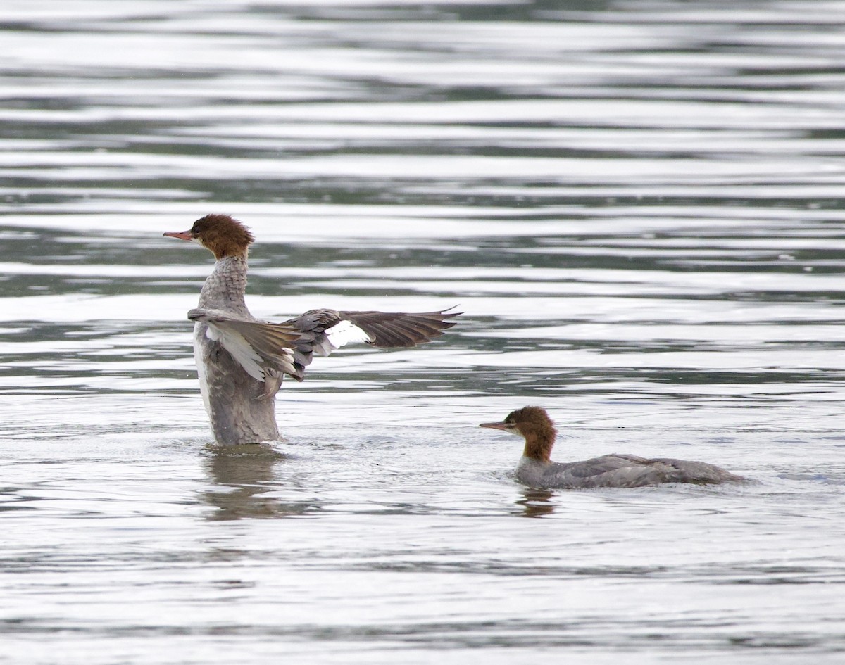 Common Merganser - ML646331281
