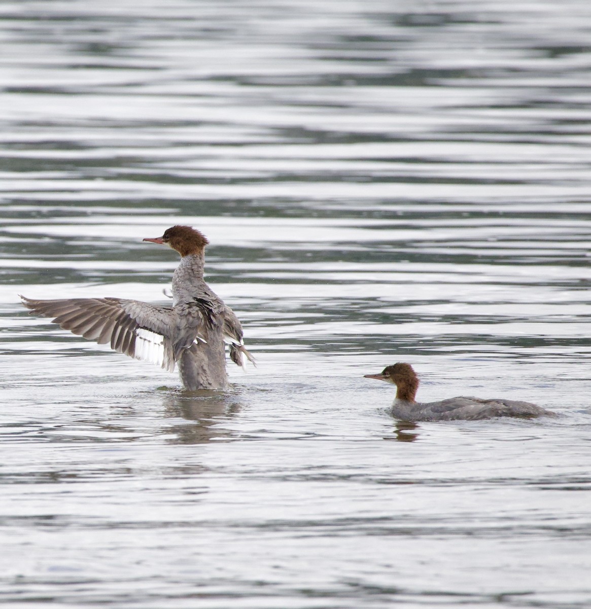 Common Merganser - ML646331282
