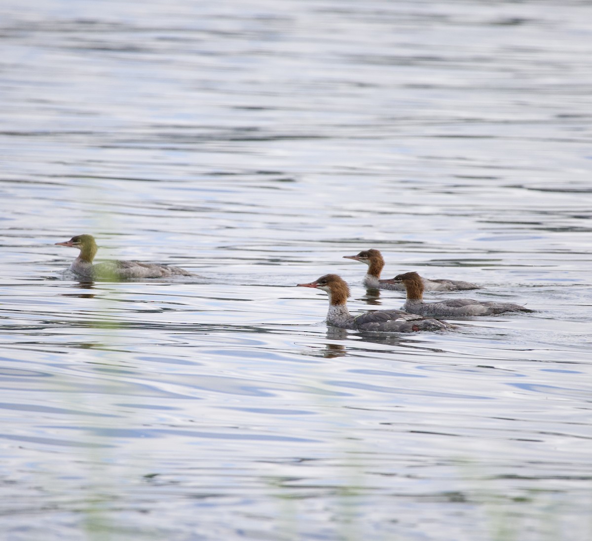 Common Merganser - ML646331284