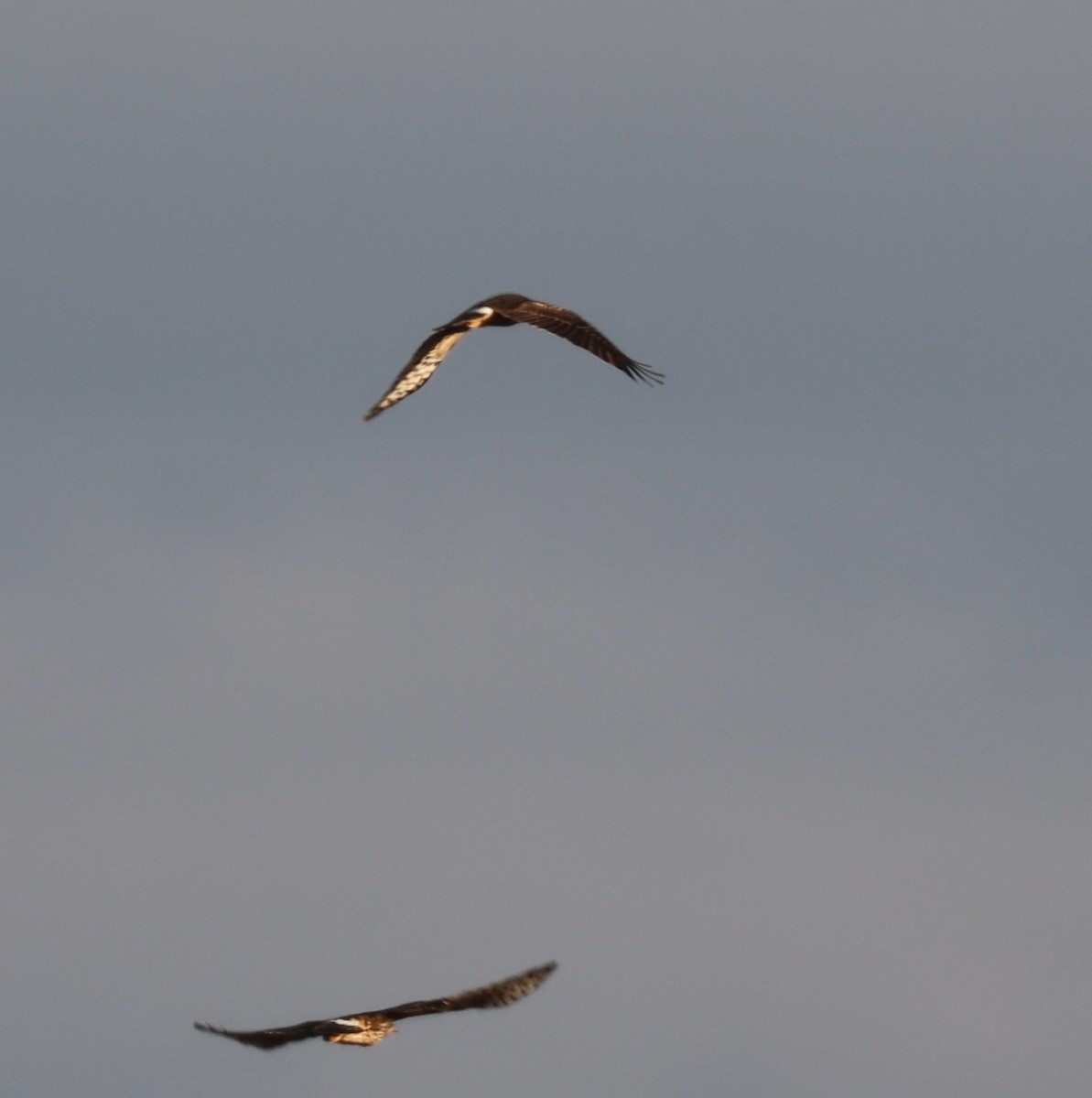 Northern Harrier - ML646331285