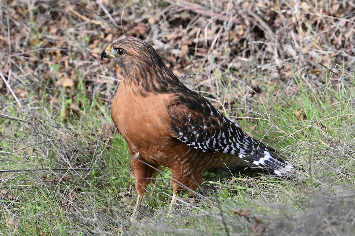 Red-shouldered Hawk - ML646331287