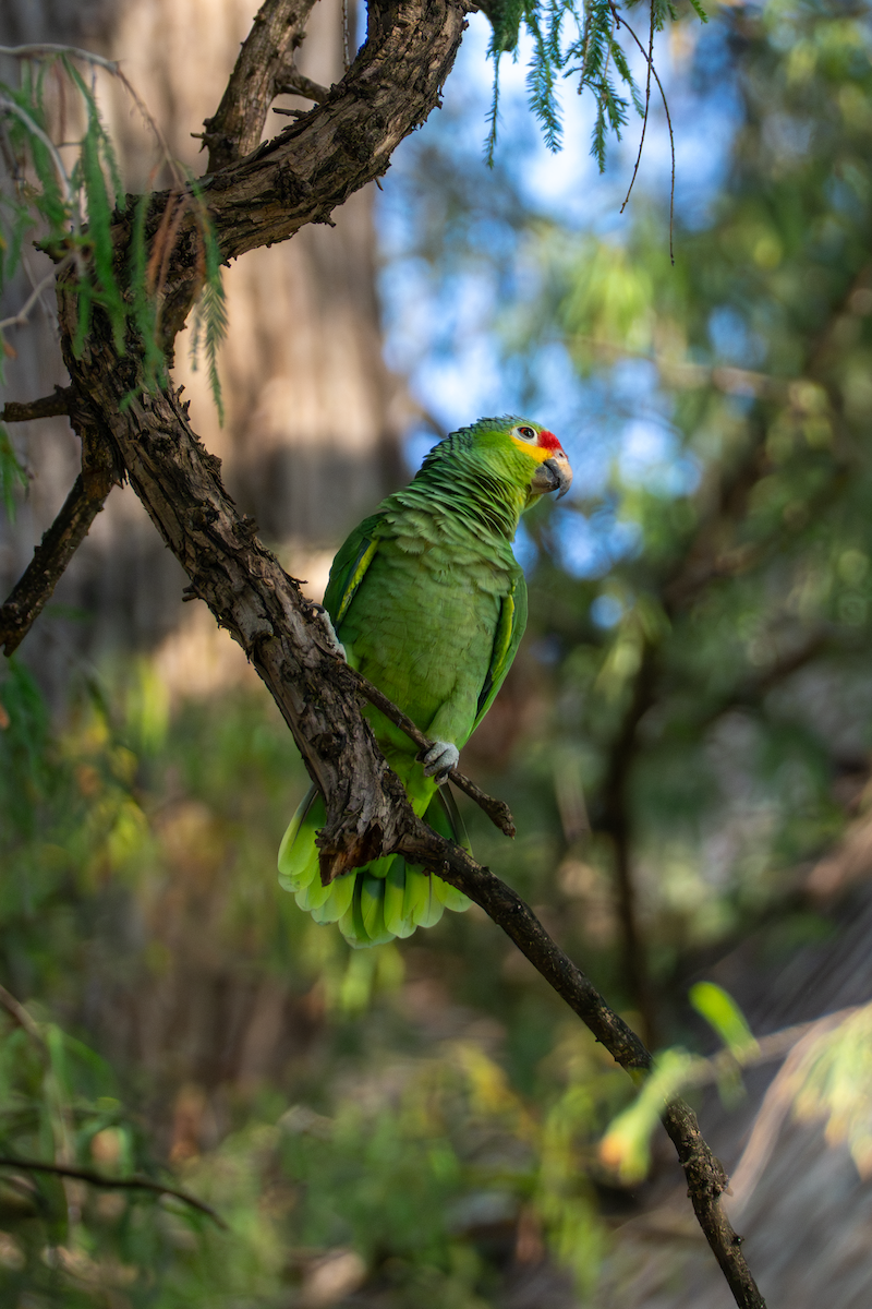 Red-lored Amazon - ML646331292