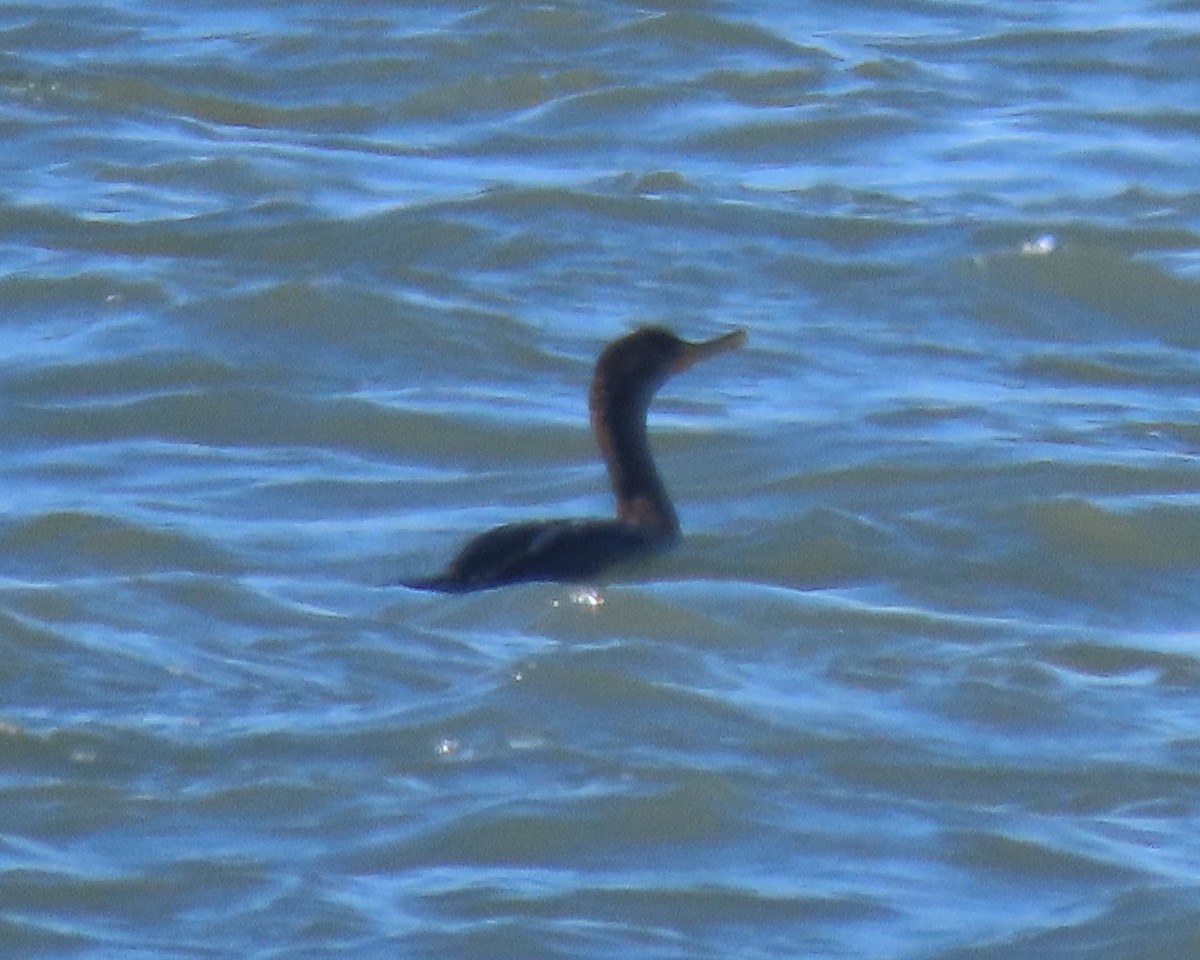 Double-crested Cormorant - ML646331296
