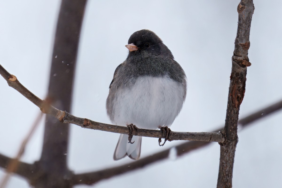 Dark-eyed Junco - ML646331297
