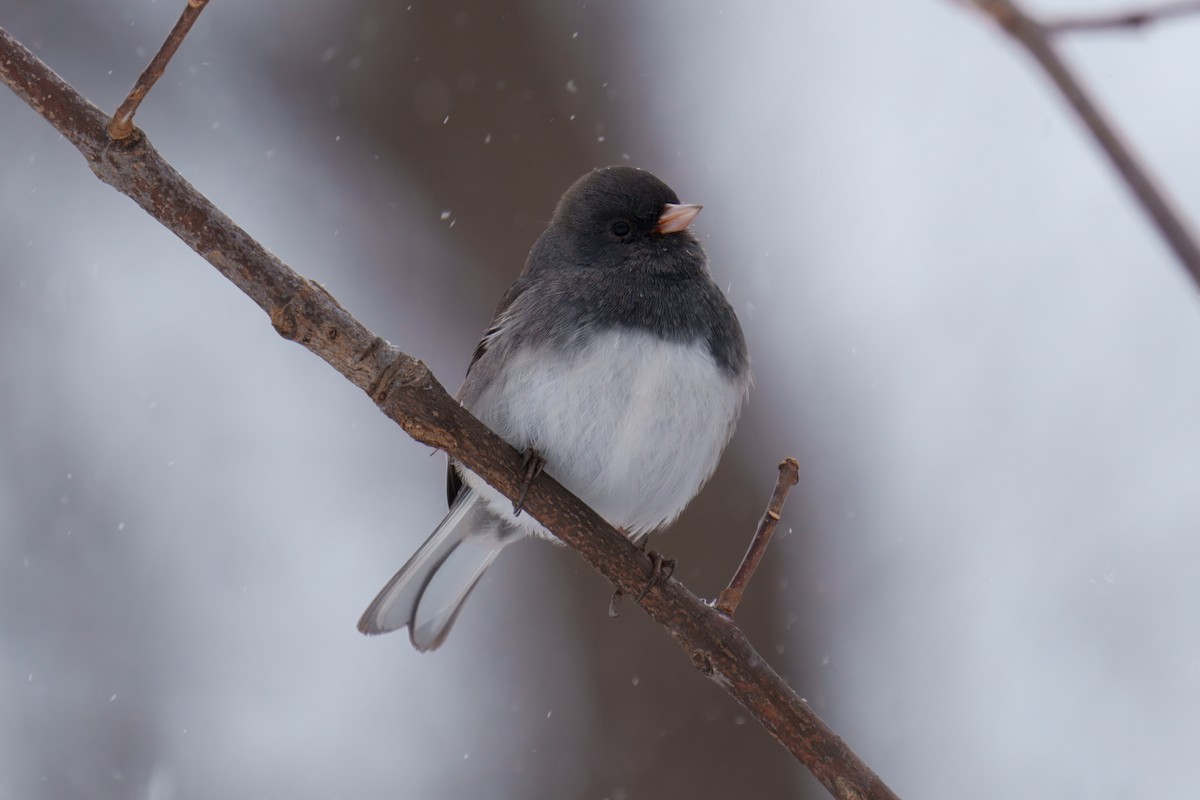 Dark-eyed Junco - ML646331298