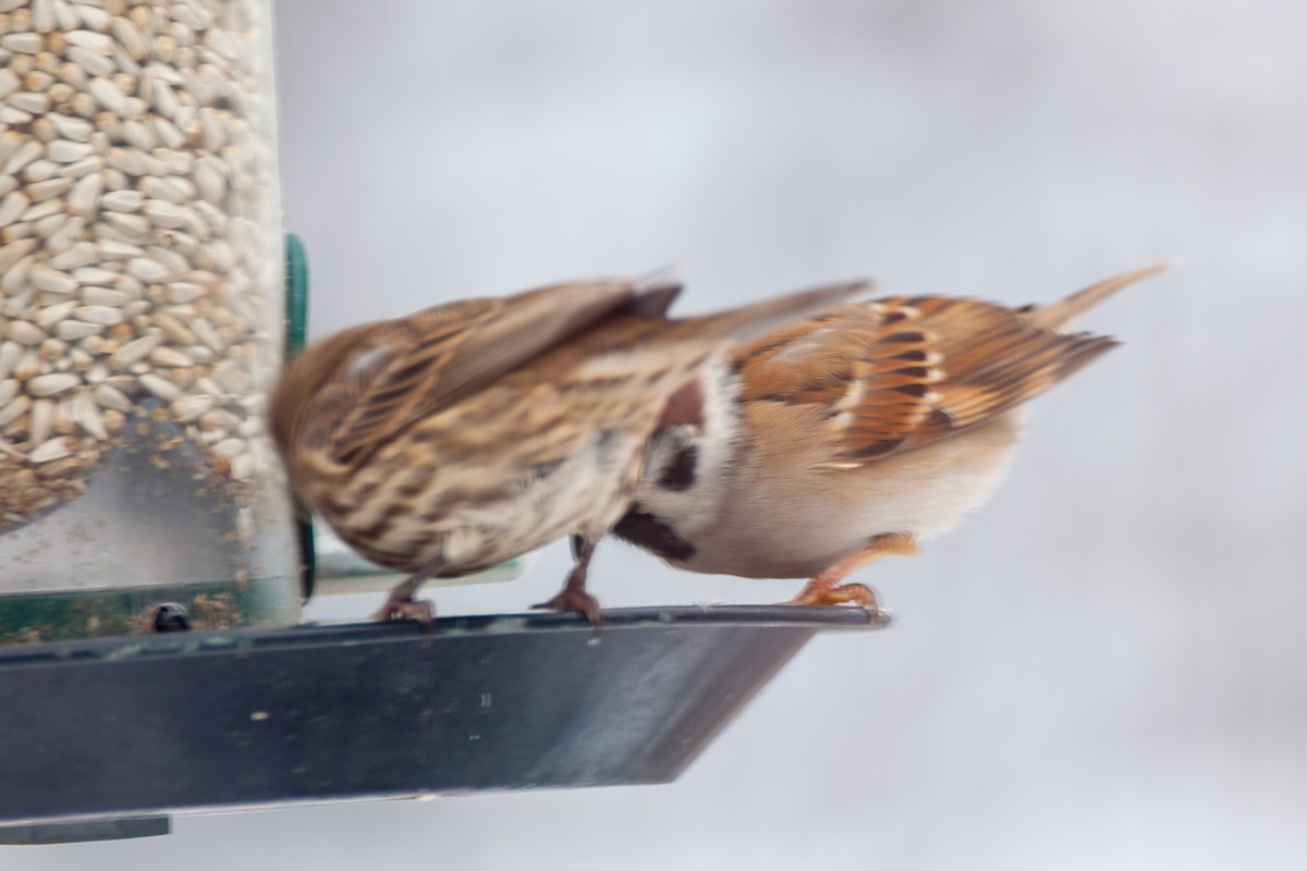 House Finch - ML646331299