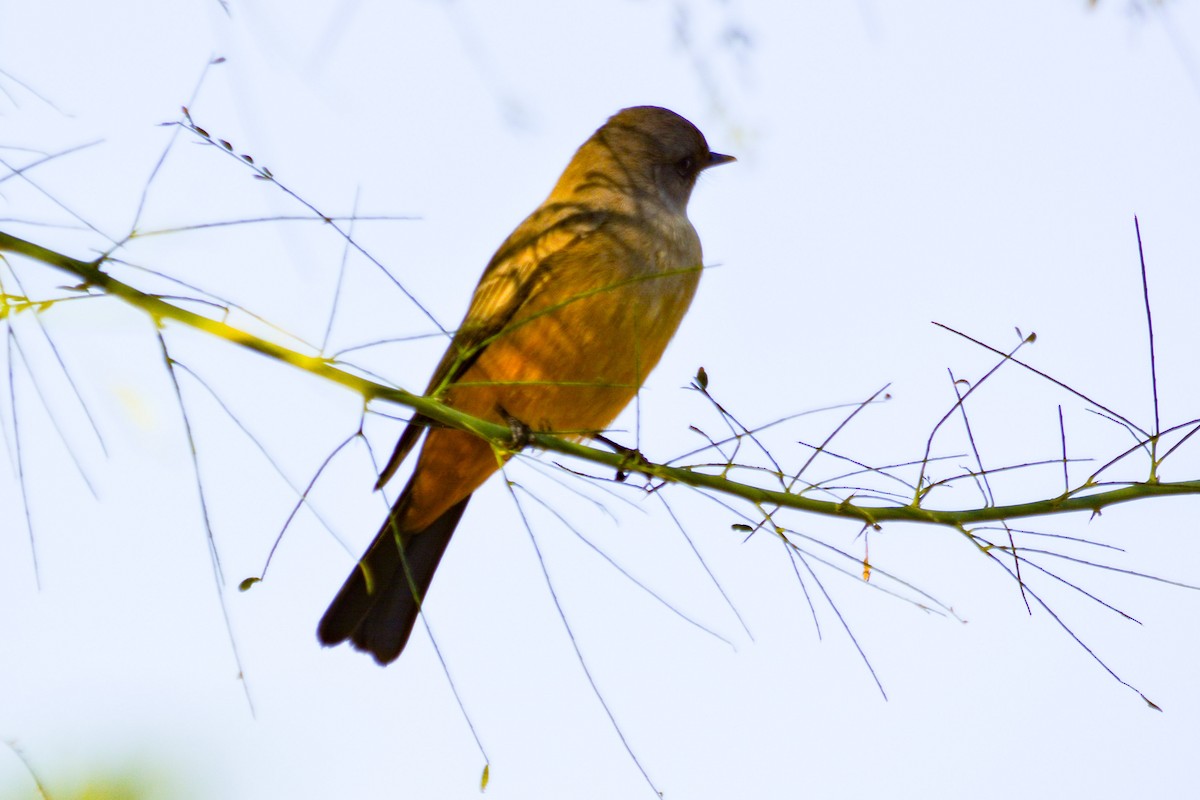 Say's Phoebe - ML646331300