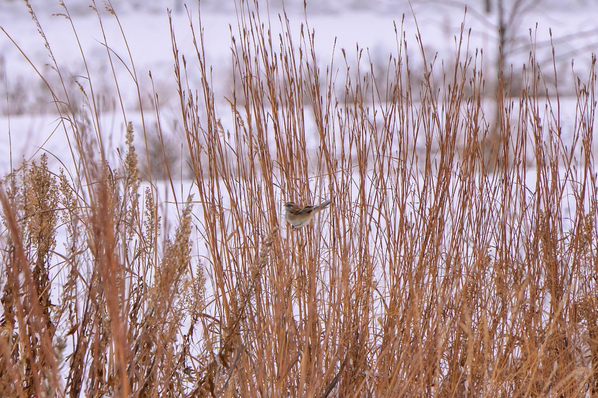 American Tree Sparrow - ML646331305