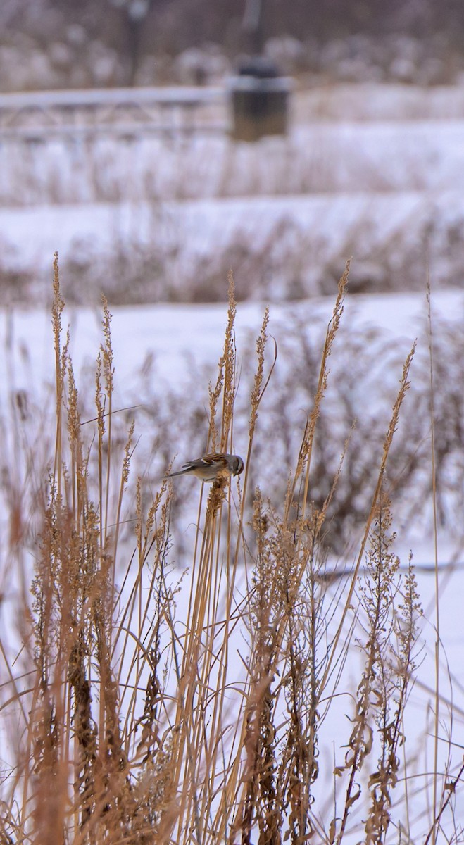 American Tree Sparrow - ML646331307