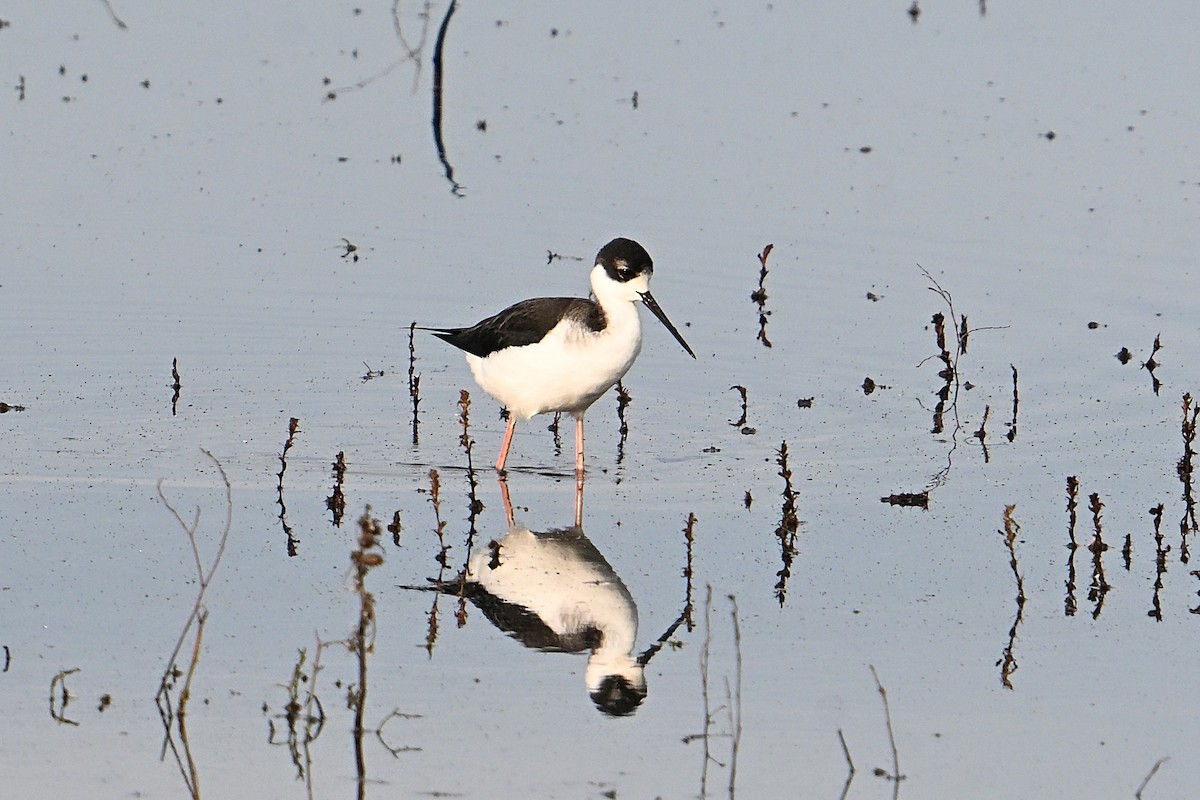 Black-necked Stilt - ML646331309