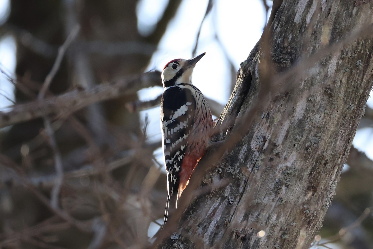 White-backed Woodpecker - ML646331311