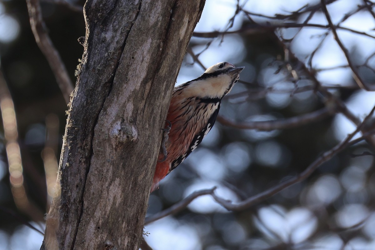 White-backed Woodpecker - ML646331313