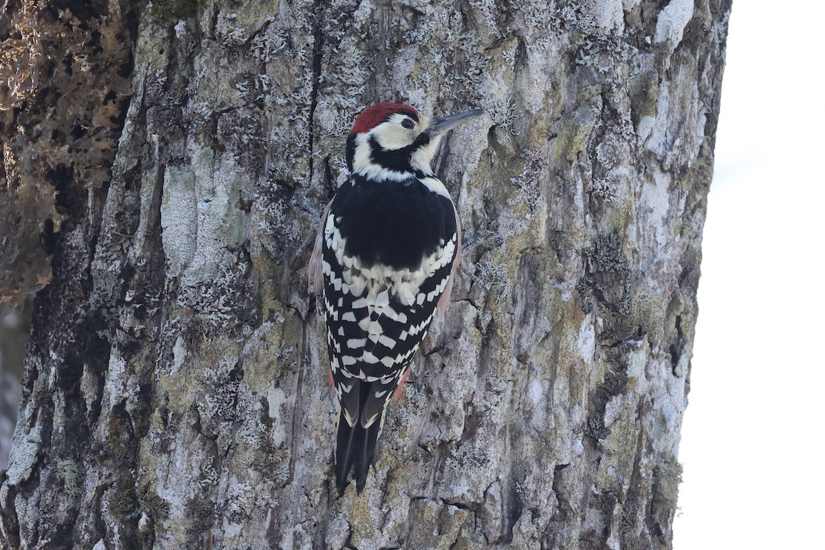 White-backed Woodpecker - ML646331328