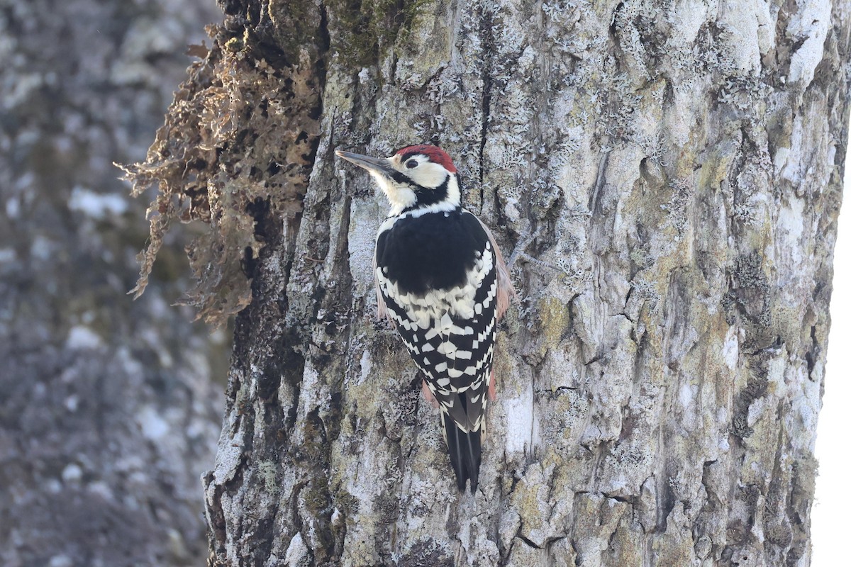 White-backed Woodpecker - ML646331329