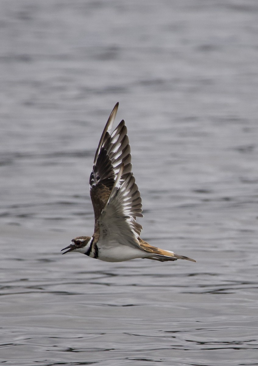 Killdeer - ML646331331