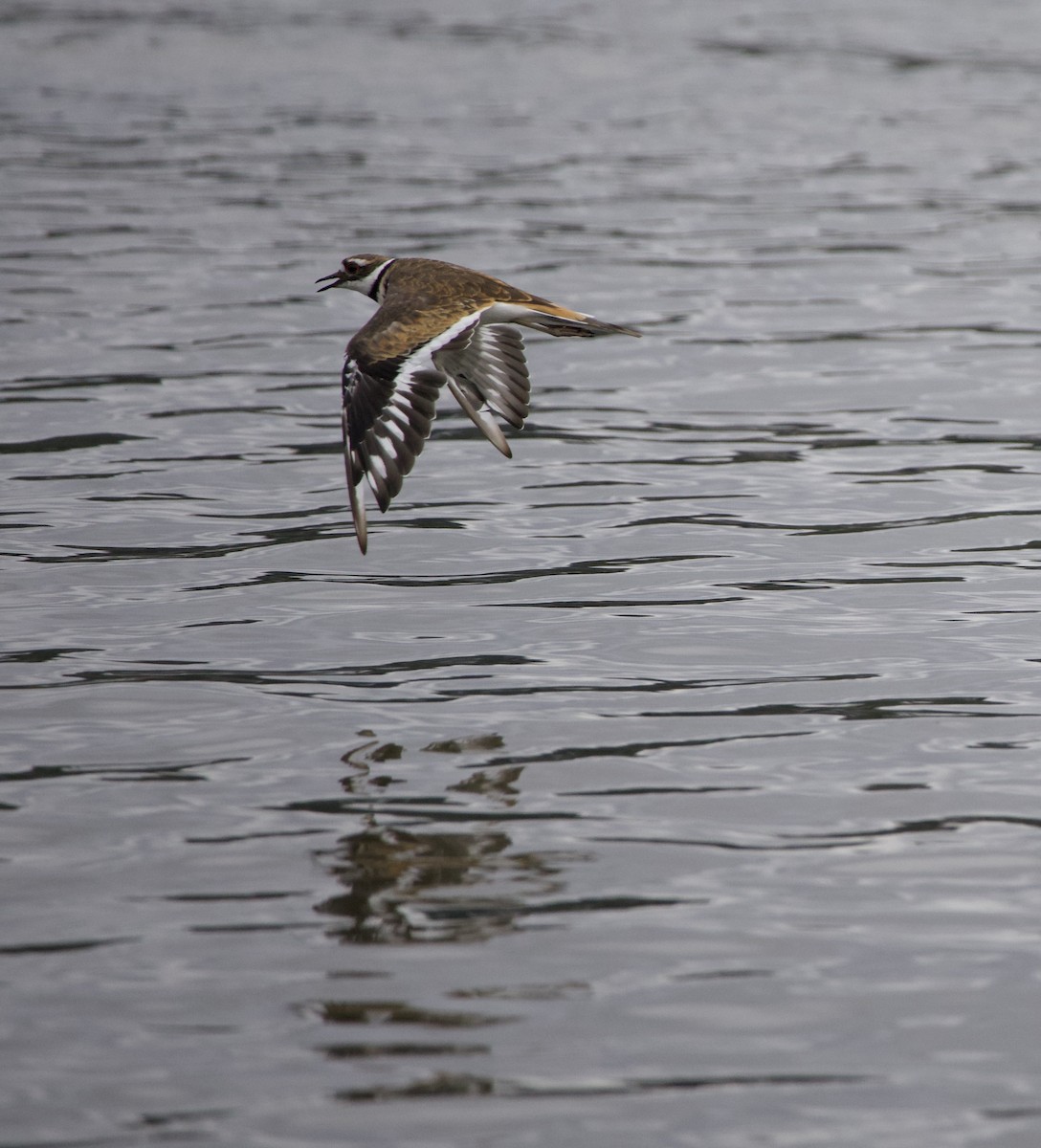 Killdeer - ML646331334