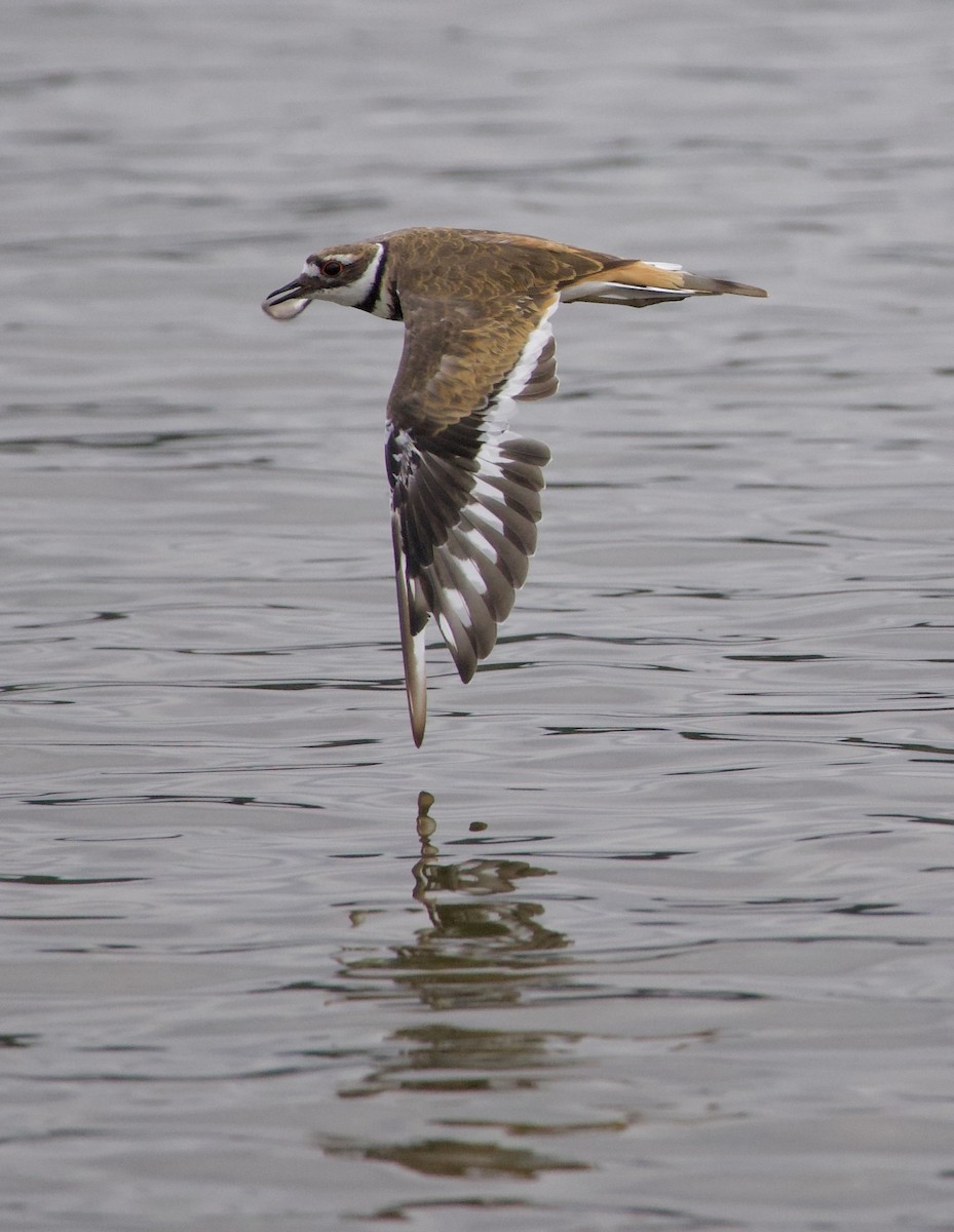 Killdeer - ML646331335