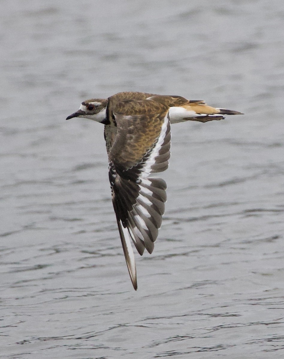 Killdeer - ML646331337