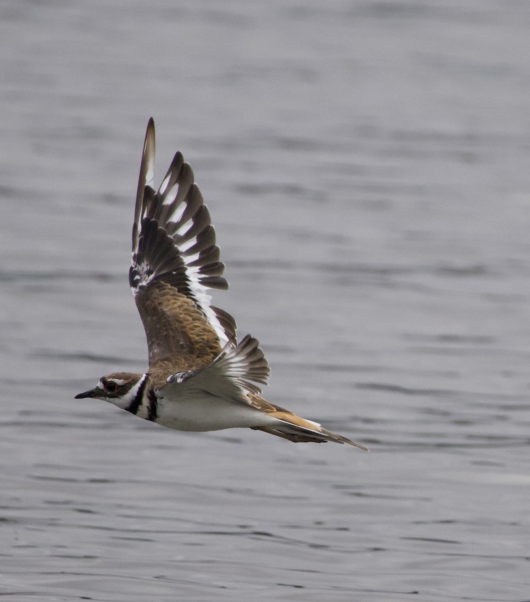 Killdeer - ML646331338