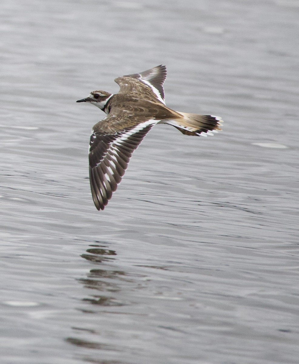 Killdeer - ML646331344