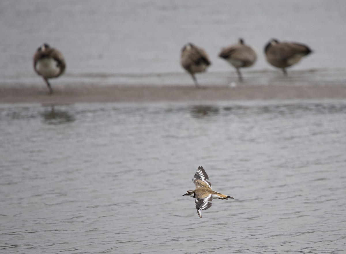 Killdeer - ML646331348