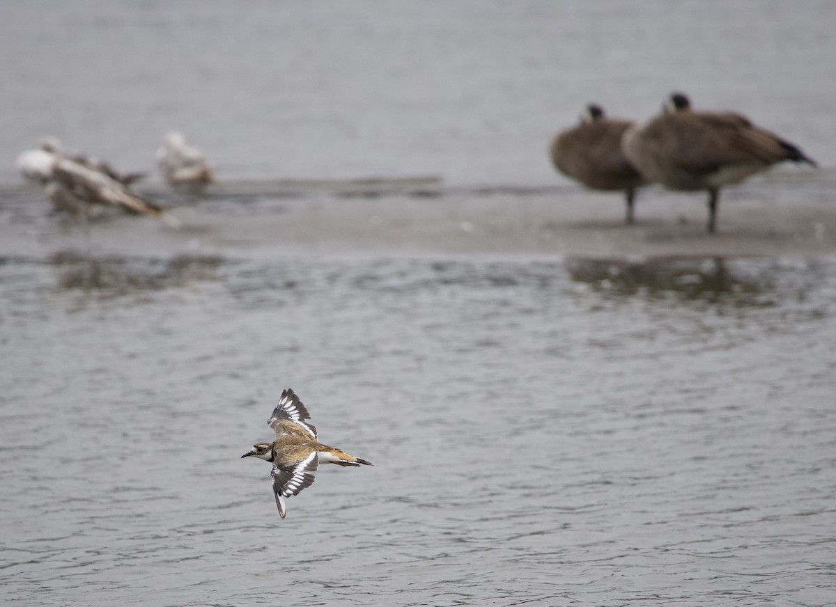 Killdeer - ML646331349