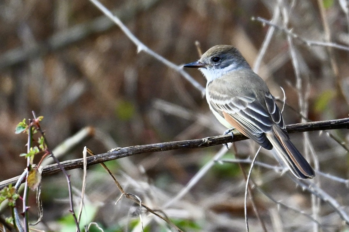 Копетон світлочеревий - ML646331351