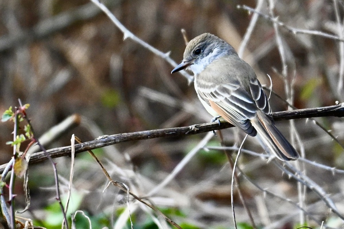 Ash-throated Flycatcher - ML646331352