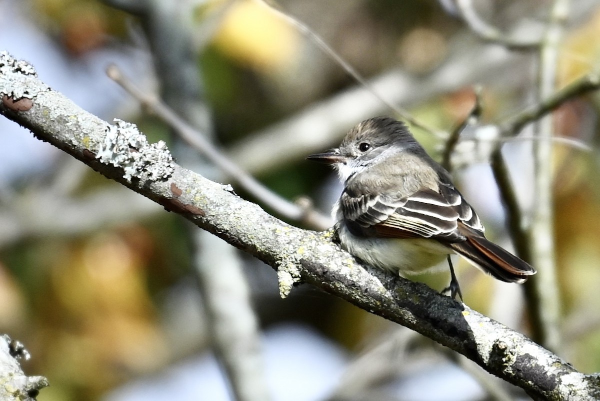 Копетон світлочеревий - ML646331353