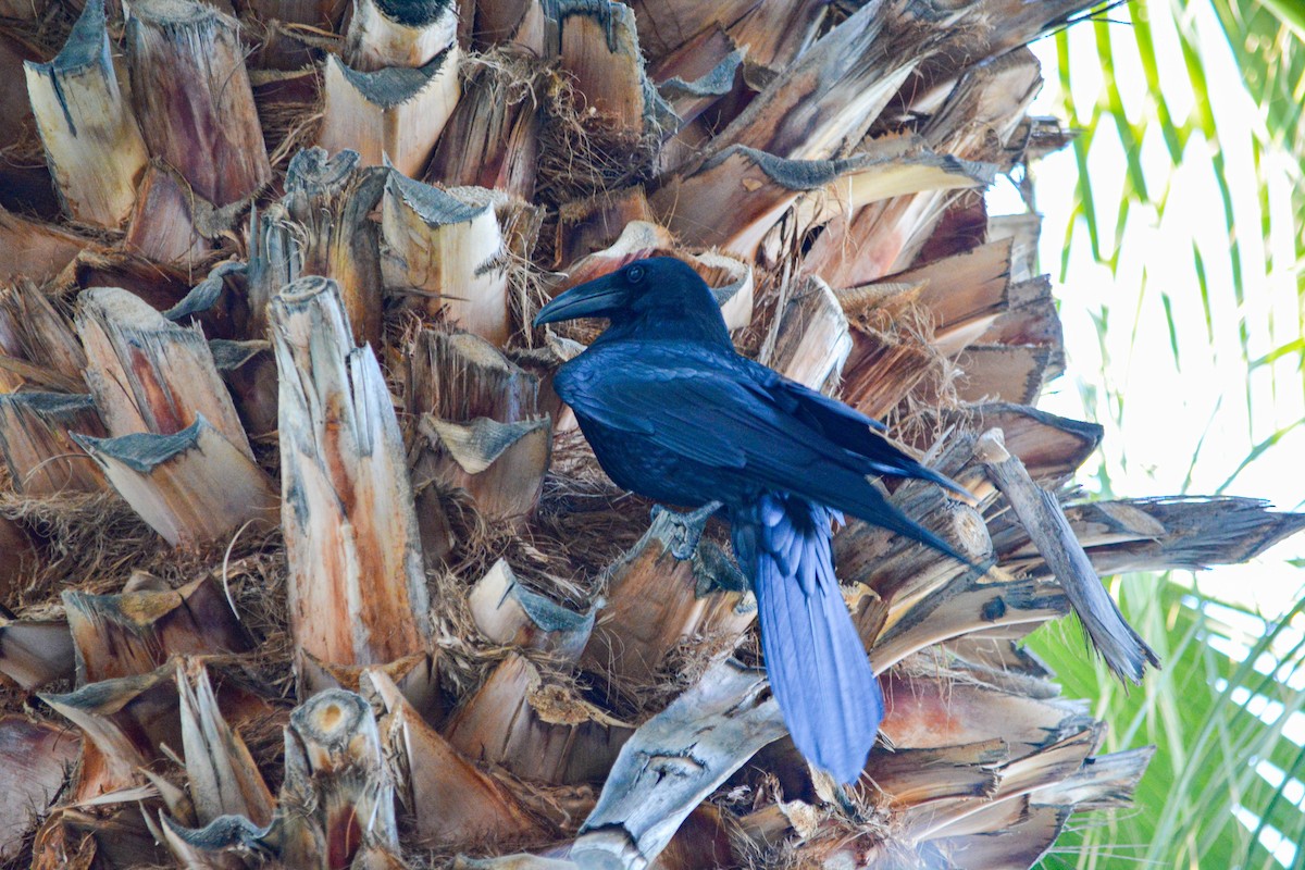 Common Raven - ML646331354