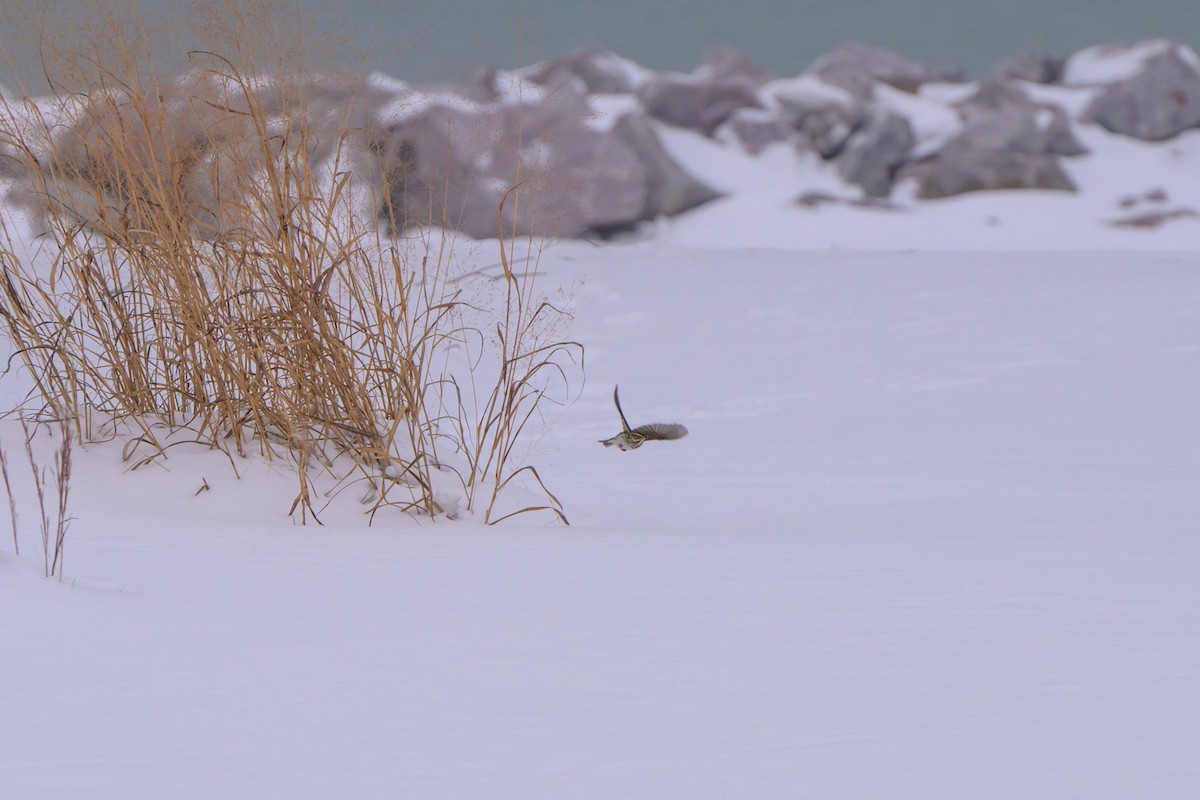 Savannah Sparrow - ML646331355