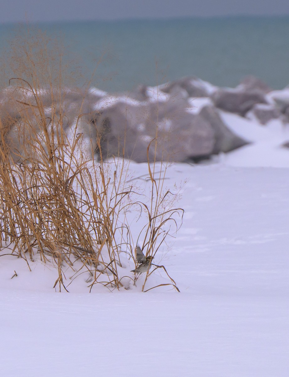 稀樹草鵐 - ML646331356