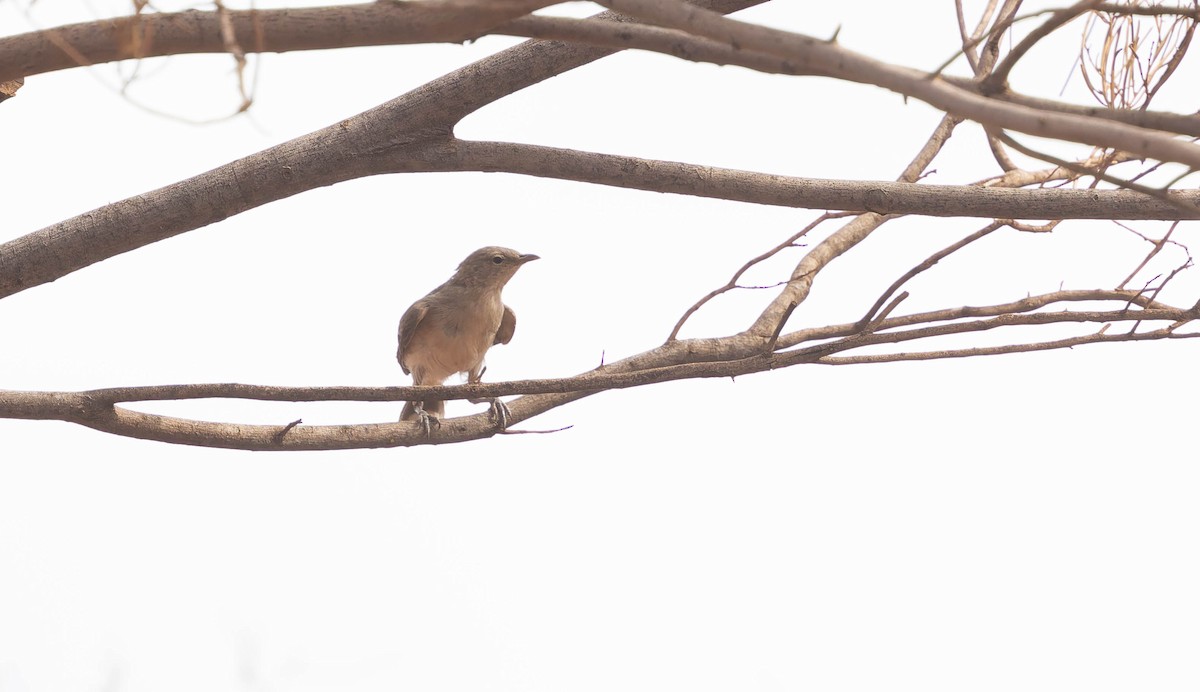 Gray Honeyeater - ML646331361