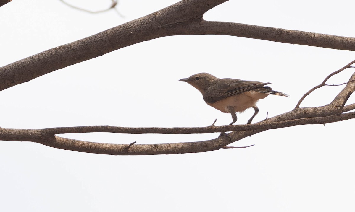 Gray Honeyeater - ML646331362