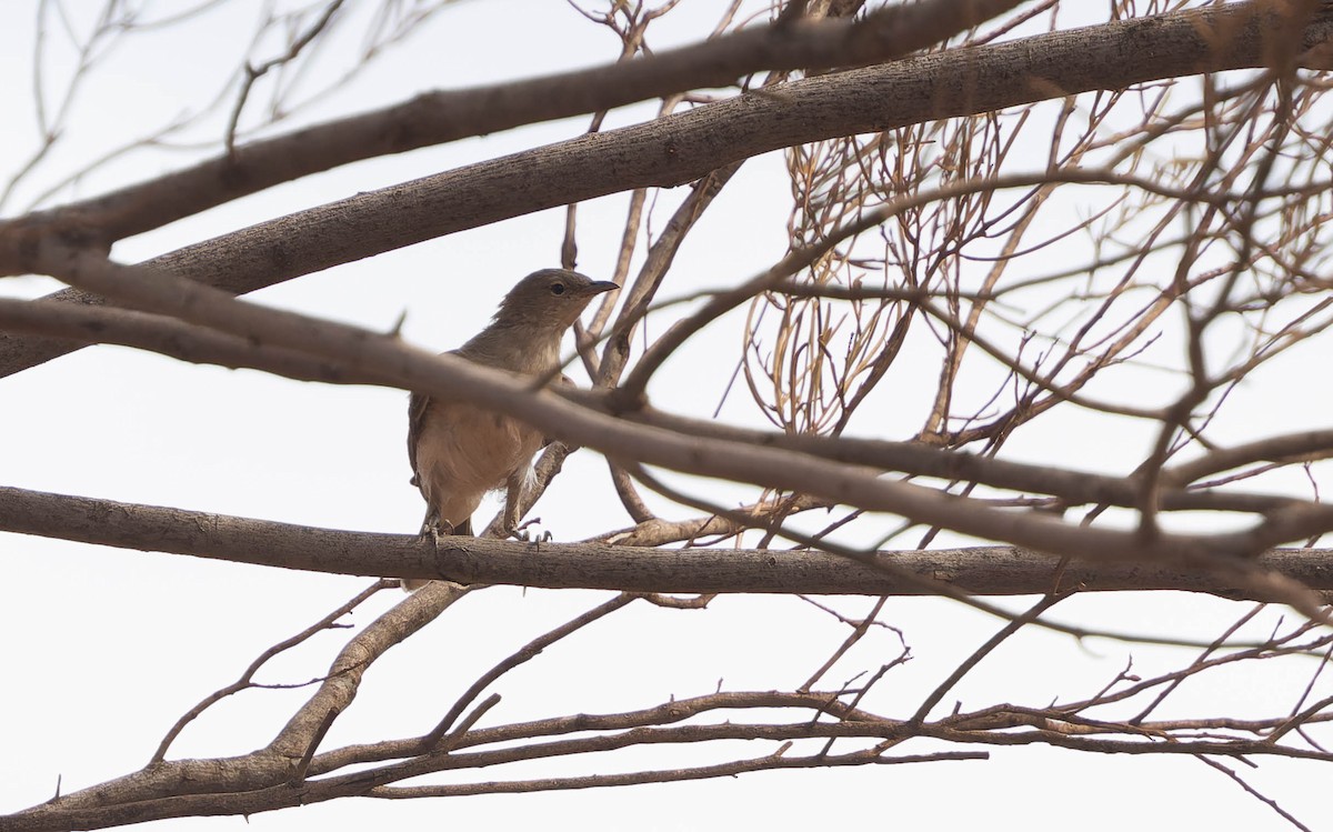 Gray Honeyeater - ML646331363