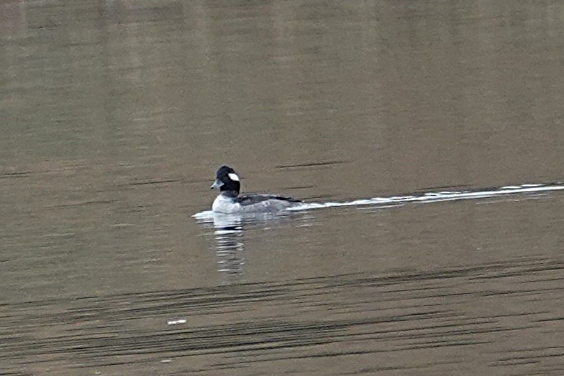 Bufflehead - ML646331364