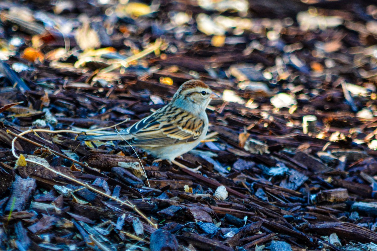 Chipping Sparrow - ML646331370