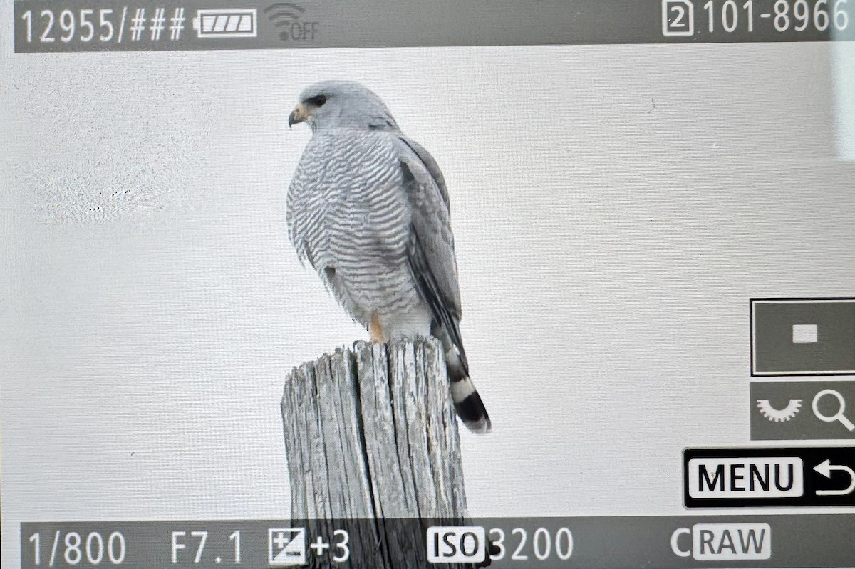 Gray Hawk - ML646331371