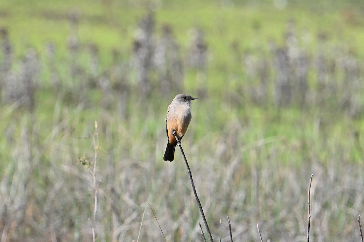 Say's Phoebe - ML646331372