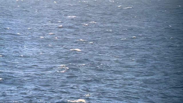 Wedge-tailed Shearwater - ML646331373