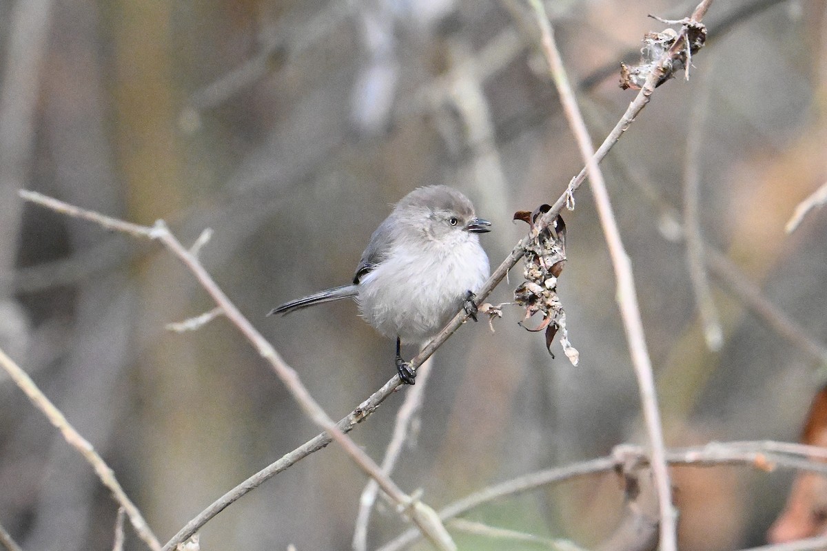 Bushtit - ML646331391