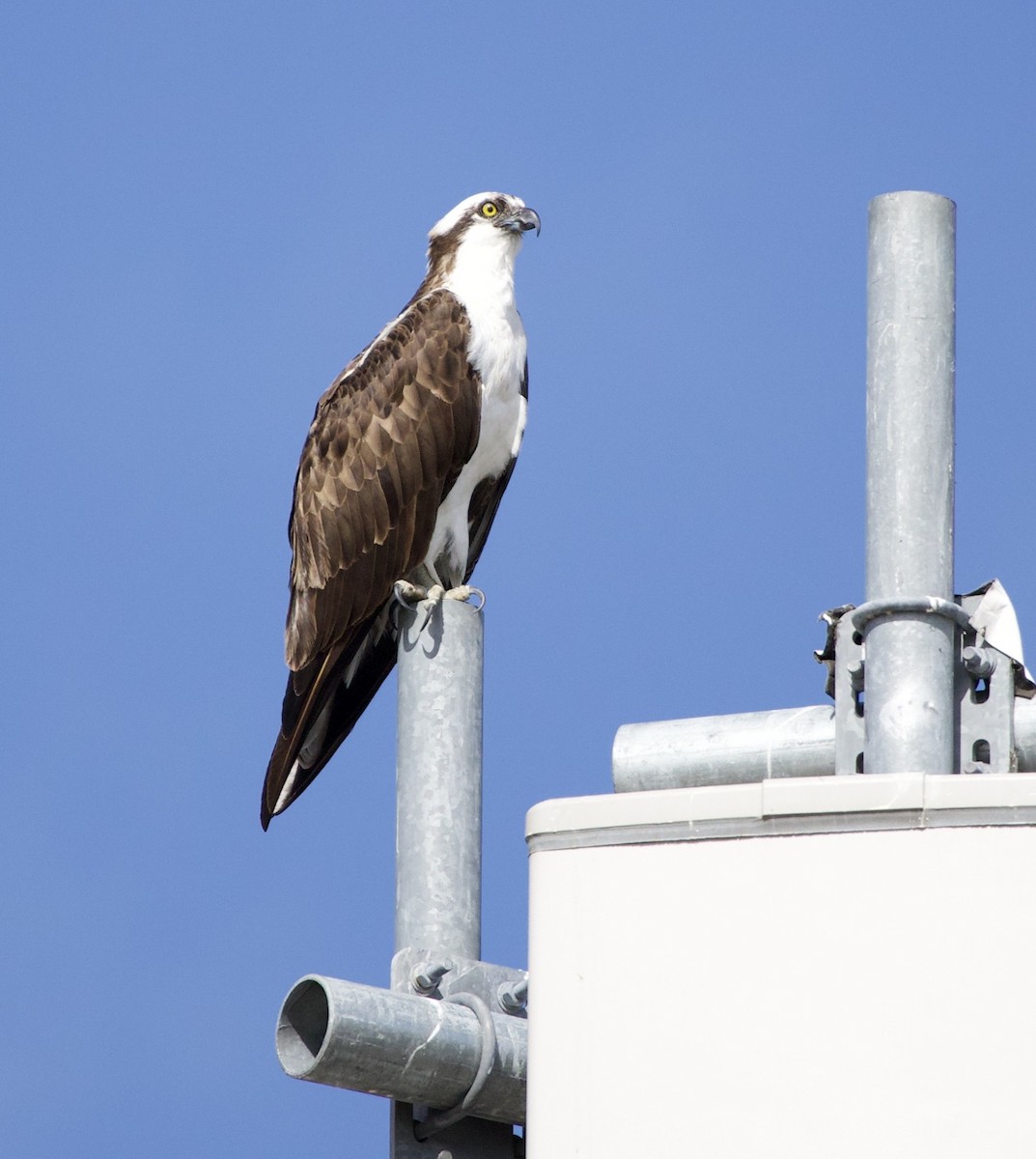 Osprey - ML646331396