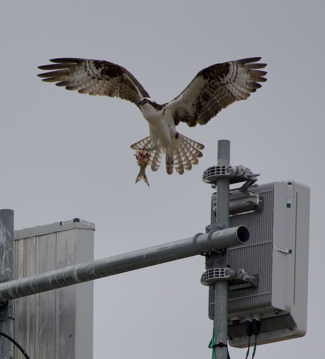 Osprey - ML646331399