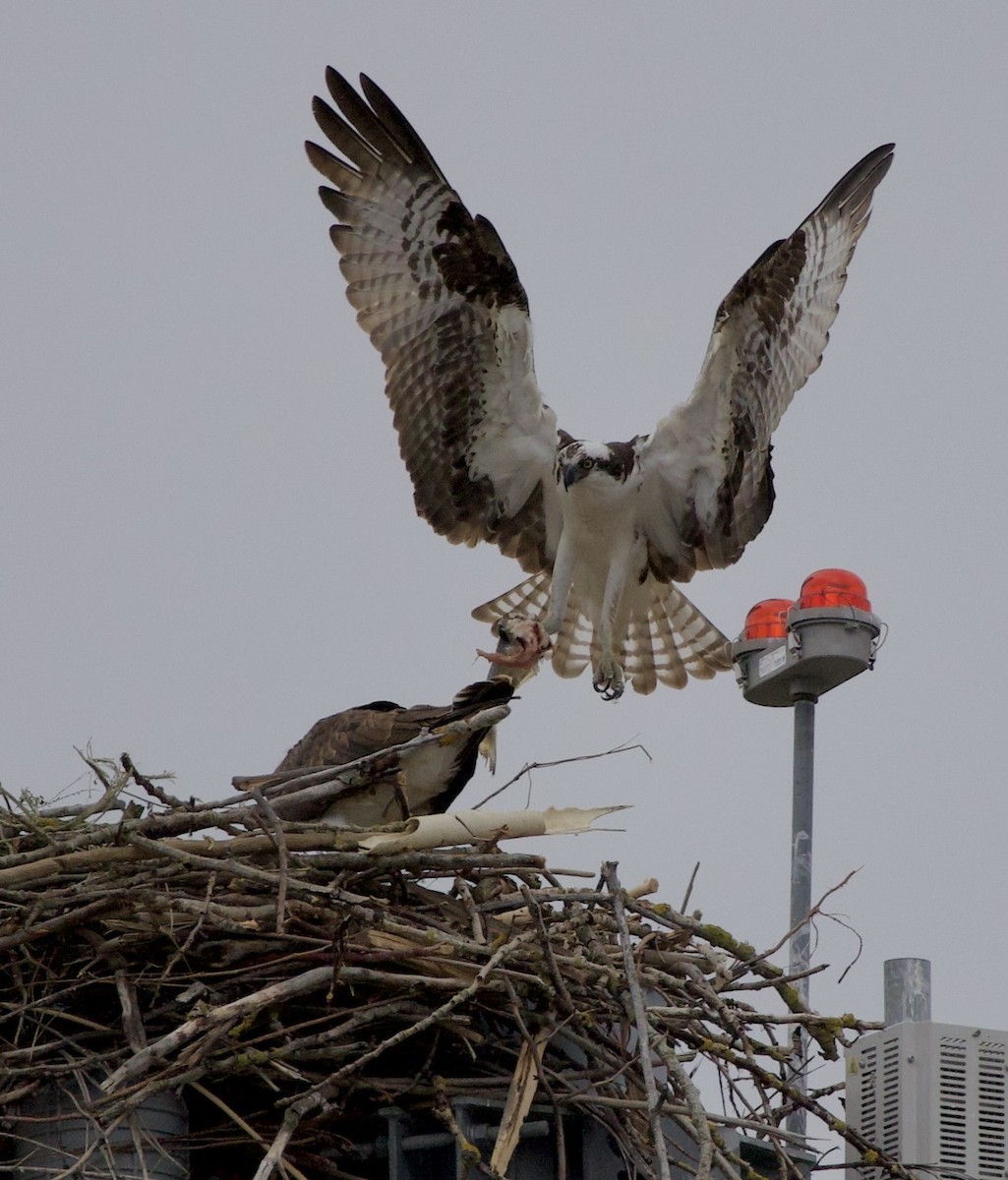 Osprey - ML646331401