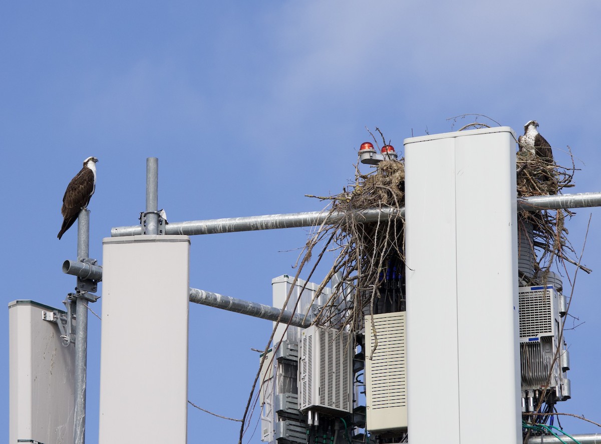 Osprey - ML646331403