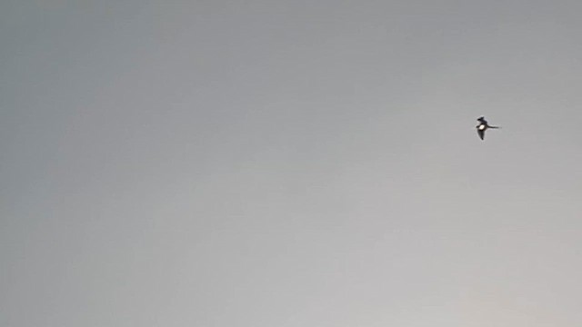 Great Frigatebird - ML646331404