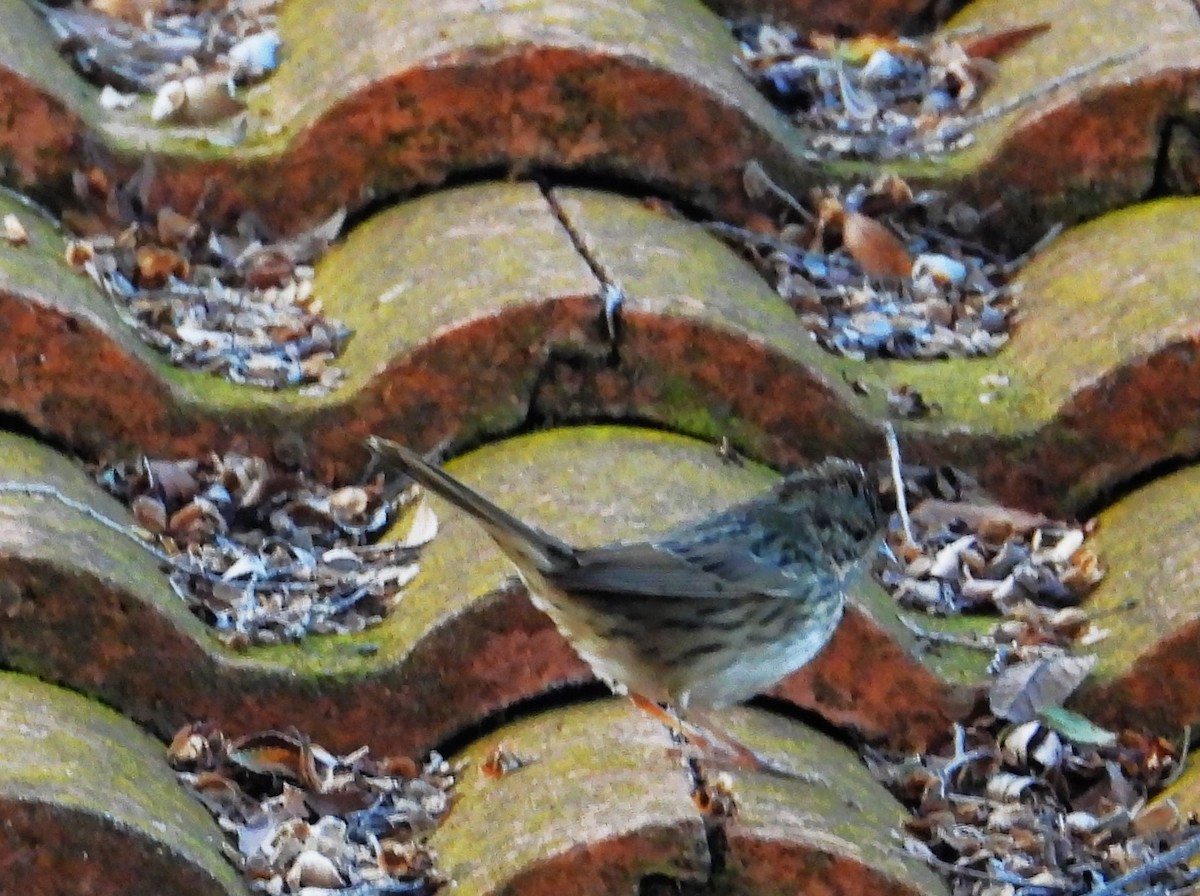 Lincoln's Sparrow - ML646331406