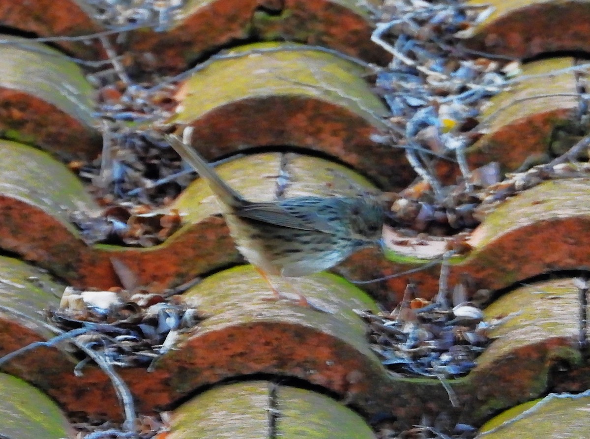 Lincoln's Sparrow - ML646331407