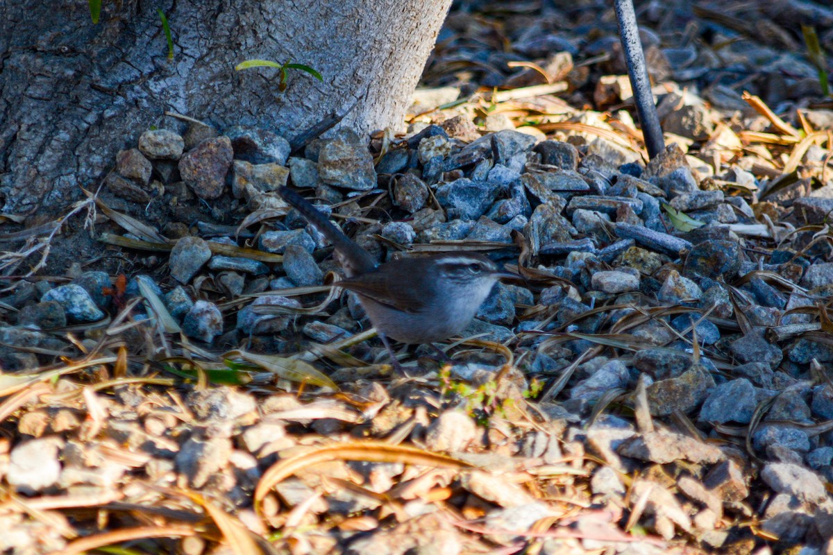 Bewick's Wren - ML646331409